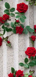 Mobile wallpaper with red roses climbing a pillar, featuring green leaves.