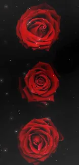 Three elegant red roses on a black background.