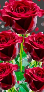 Elegant red roses on a contrasting dark background with falling petals.