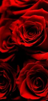 Mobile wallpaper with vibrant red roses on black background.