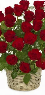 Basket with elegant red roses in full bloom.