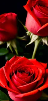 Elegant red roses with green leaves against a dark background for mobile wallpaper.