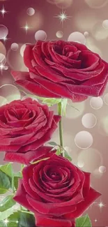 Elegant red roses with bokeh background.