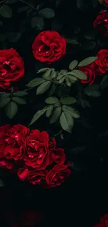 Elegant and dark-themed red roses mobile wallpaper.