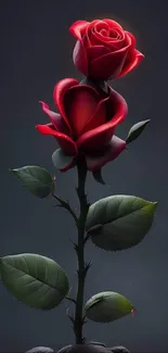 Elegant mobile wallpaper with vibrant red roses on a dark background.