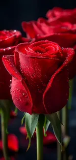 Close-up of vibrant red roses with dewdrops, perfect for a phone wallpaper.