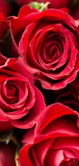 Close-up of elegant red roses creating a vibrant mobile wallpaper.