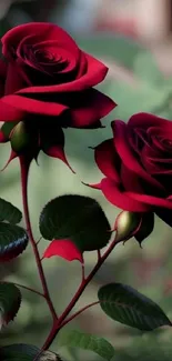 Elegant red roses with lush green leaves.