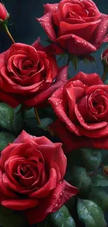 Elegant red roses with green leaves and dewdrops on petals.