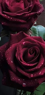 Vibrant red roses with water droplets on petals.