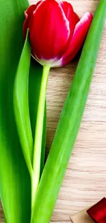 Mobile wallpaper with red tulip on wooden background showing green leaves.