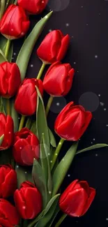 Elegant red tulip design with dark background.