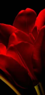 Elegant red tulip flowers against a black background.