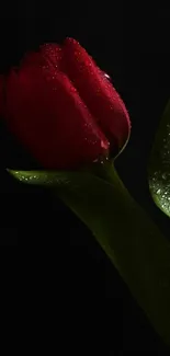 Red tulip with dewdrops on dark background.