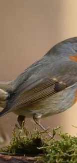 A robin with vibrant plumage perched on lush green moss, ideal for nature lovers.