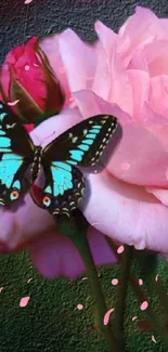 Close-up of a blue butterfly on a pink rose on textured background.