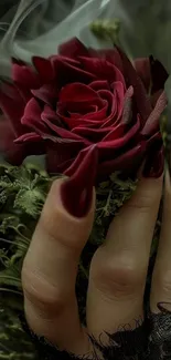 Deep red rose held by elegant hand with dark nails.