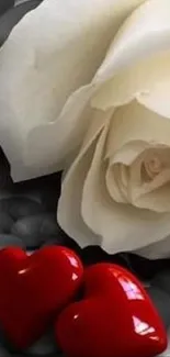 White rose with red hearts on gray stones.