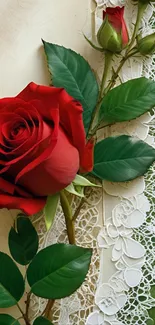Red rose and white lace wallpaper with green leaves.