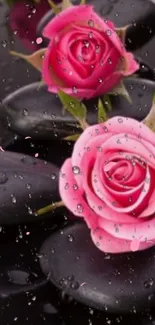 Pink roses on black stones with water droplets mobile wallpaper.