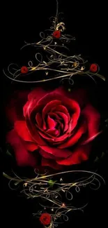 Elegant red rose with golden lace on dark background.