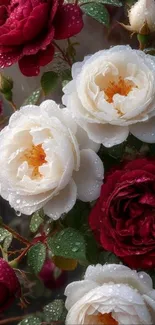 Vibrant red and white roses with dewdrops