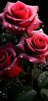 Elegant pink roses with dewdrops on dark background.