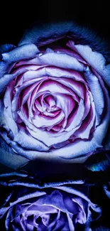 Purple rose blossom on dark background.