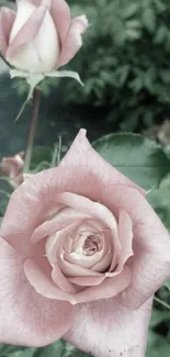 Pink rose with green leaves mobile wallpaper.