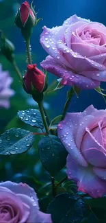 Elegant pink roses with dewdrops in a garden.