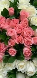 Beautiful bouquet of pink and white roses with green leaves.