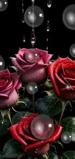 Elegant red and purple roses with bubbles on a dark background.