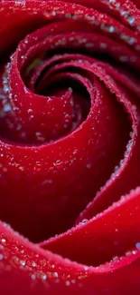 Close-up of a red rose with dew drops on petals.