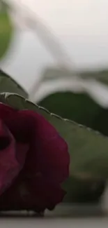 Close-up of a purple rose with green leaves.
