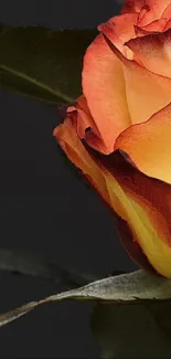 Close-up of a vibrant orange and yellow rose on a dark background.