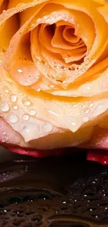 Close-up of a rose with water droplets.