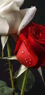 Beautiful red and white roses with water droplets on a dark background.