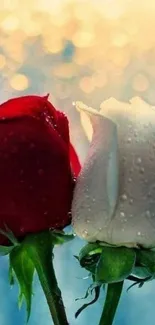 Elegant red and white roses with dewdrops in a serene background.