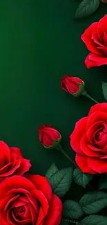 Beautiful red roses on a green background wallpaper.