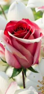 Red rose surrounded by white flowers in a mobile wallpaper.