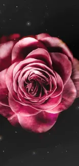 Close-up of a pink rose against a cosmic galaxy background.