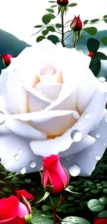 White rose with dewdrops amidst red roses and green foliage.