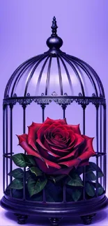 Elegant red rose inside a dark cage on purple background.