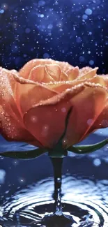 Dewy rose with water reflection against a navy blue background.