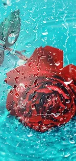 Red rose floating in calming blue water.