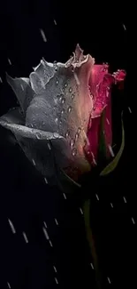 Dark elegant rose with droplets on petals.