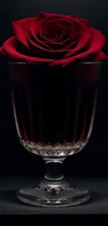 Deep red rose elegantly placed in a glass against a dark background.