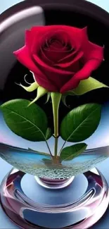 Mobile wallpaper featuring a red rose inside a glass sphere, set against blue background.