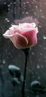 Pink rose against rainy window background.