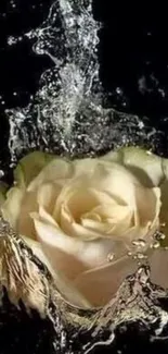 Elegant cream rose in artistic water splash design for mobile wallpaper.